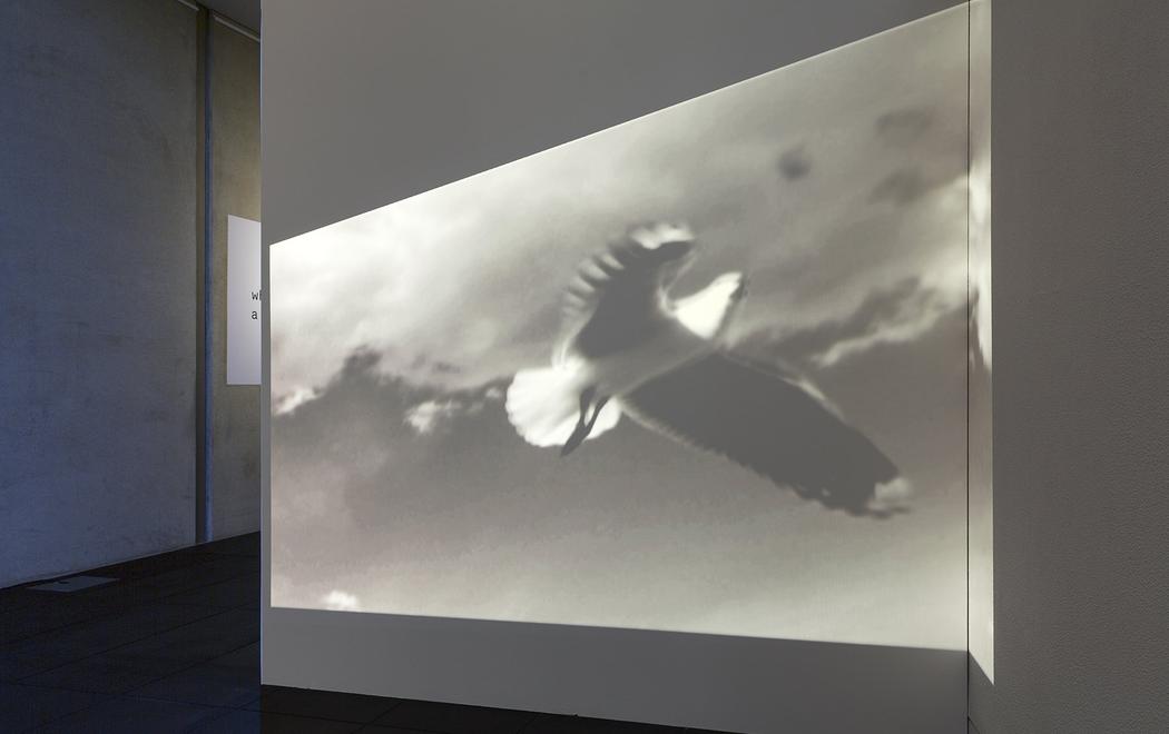 Black and white footage of a bird flying